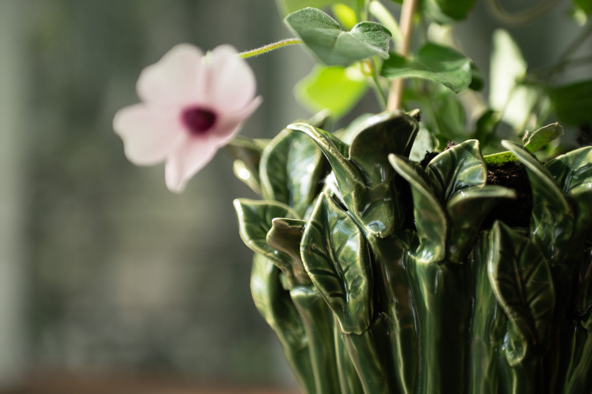 BOTANICAL DREAMS